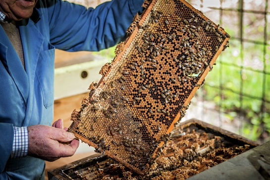 Imker met bijenraam