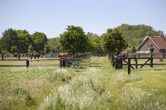 Limburgse paardenhouderij omgeven door groenaanplantingen